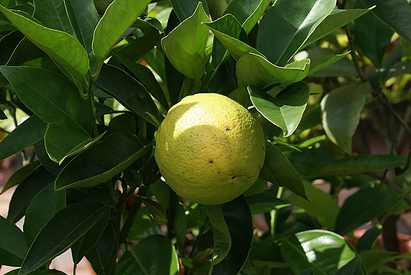Apfelsinenbaum