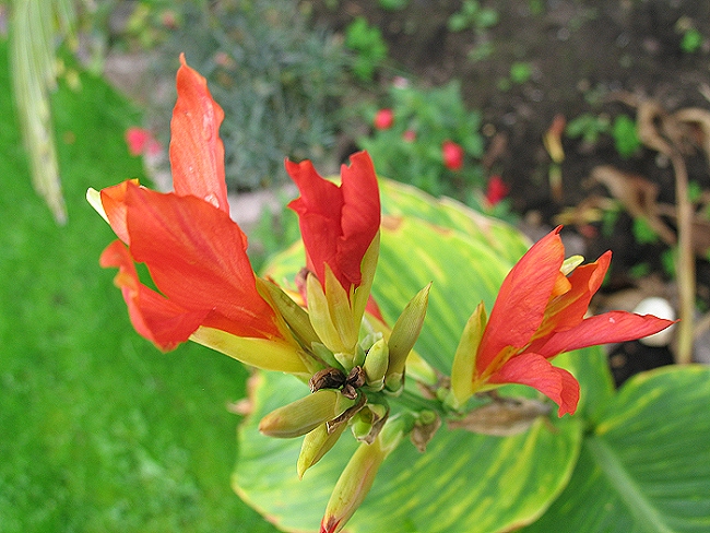 Canna Chinese Coral