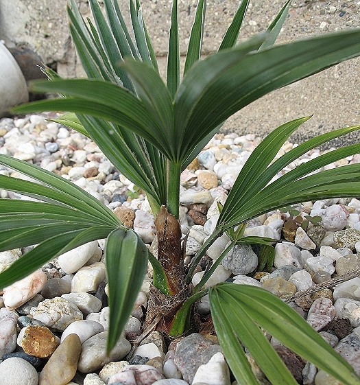 ausgepflanzte Trachycarpus princeps