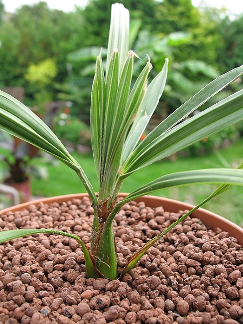 Trachycarpus princeps