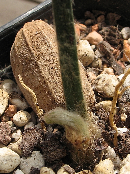 Encephalartos aplanatus