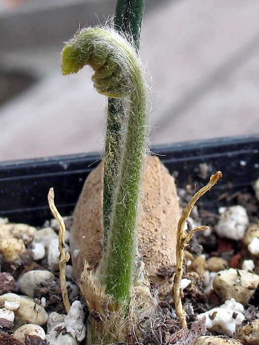 Encephalartos aplanatus