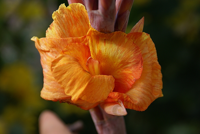 Canna Pretoria