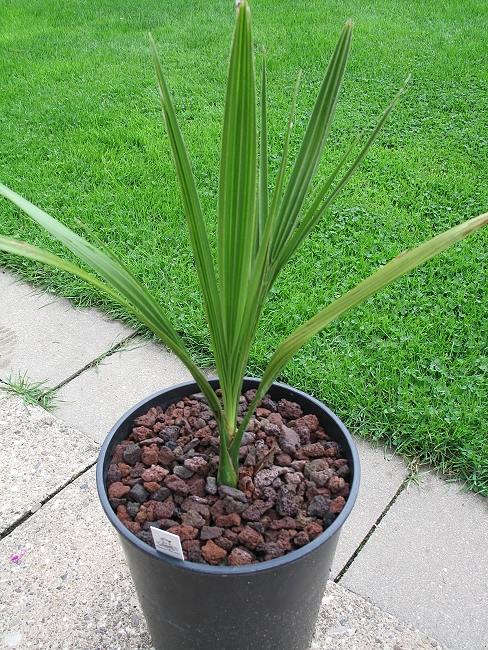 echte Dattelpalme