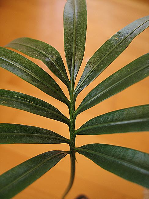 Cycas edentata