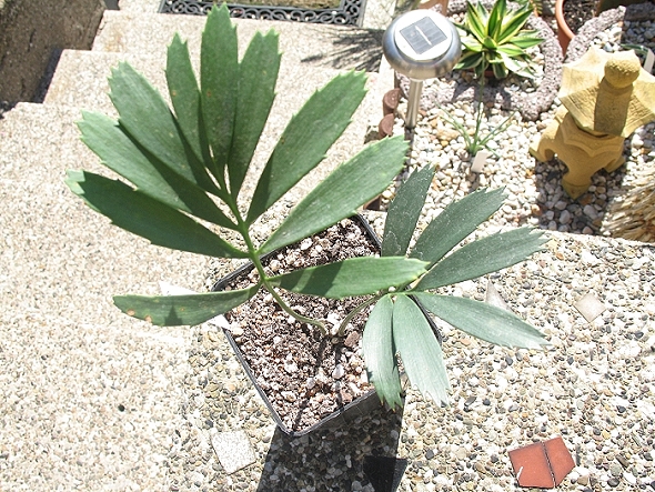 Encephalartos ferox