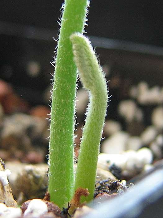 Cycas megacarpa