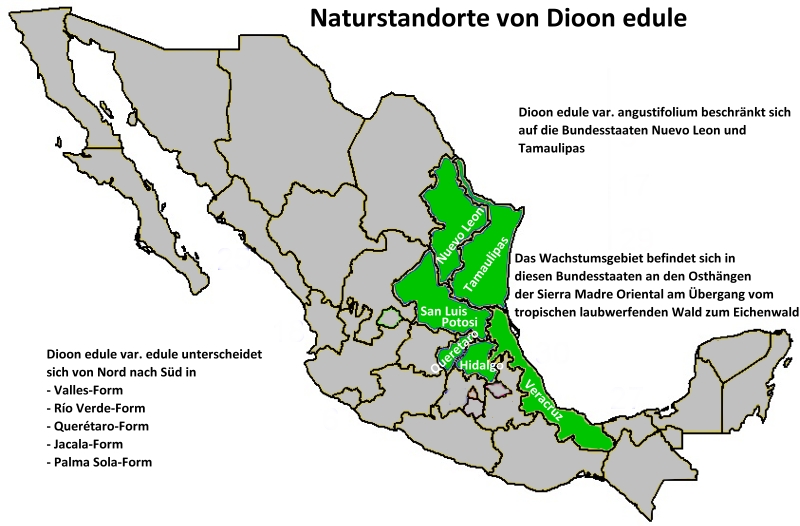 Naturstandorte Dioon edule