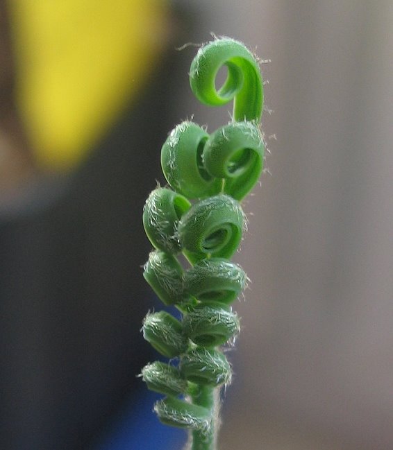 Cycas panzhihuaensis