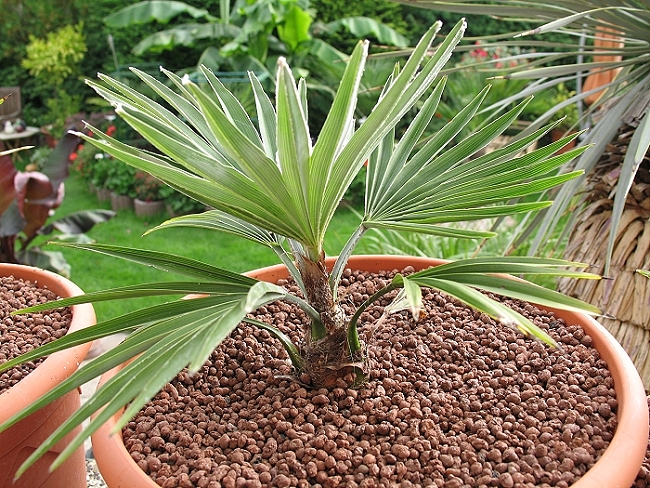 Trachycarpus princeps