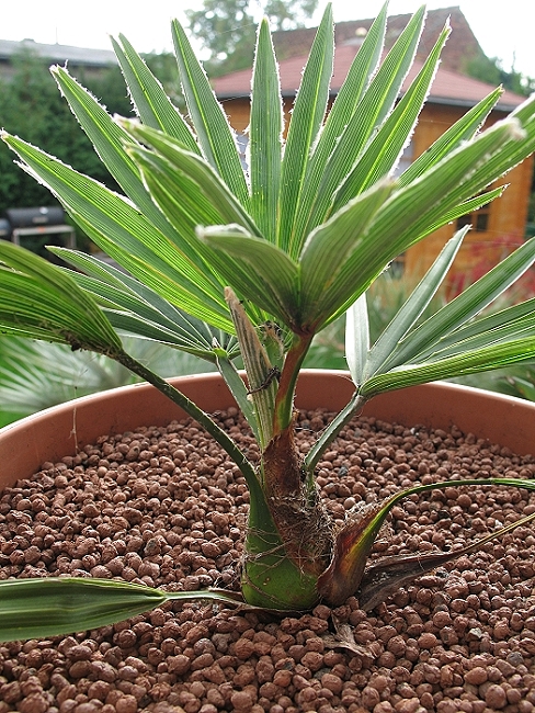 Trachycarpus princeps