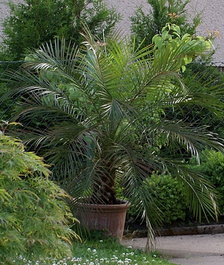 Phoenix roebelinii