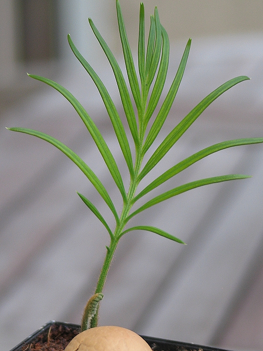Cycas revoluta variegata x aurea