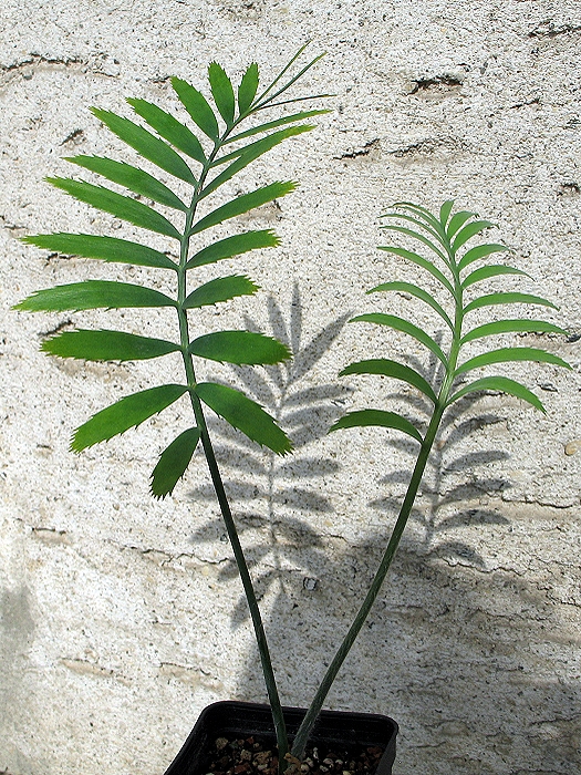 Encephalartos munchii