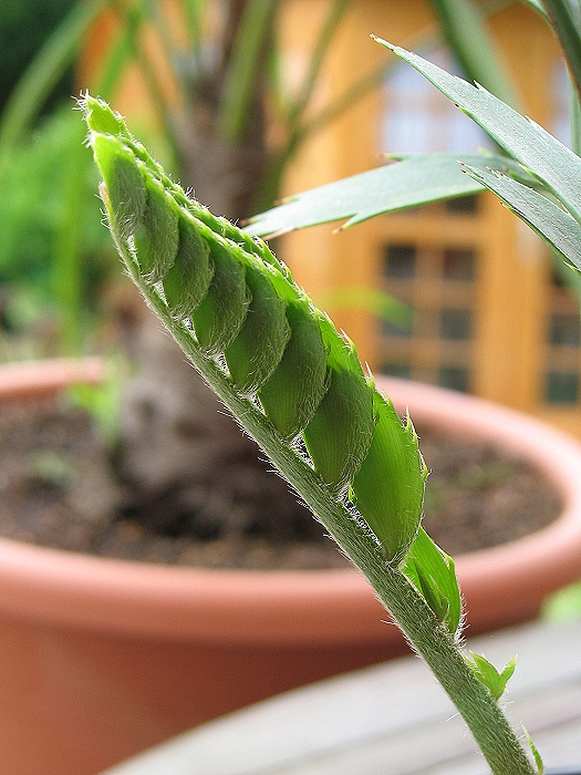 Encephalartos natalensis