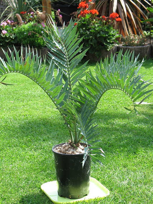 Encephalartos trispinosus