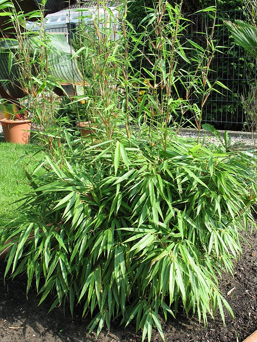 Fargesia rufa