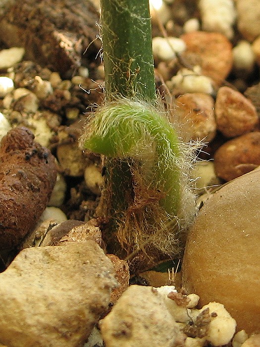 Encephalartos manikensis Form Bandula