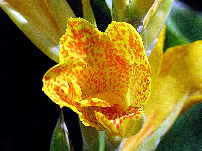 Canna Cleopatra