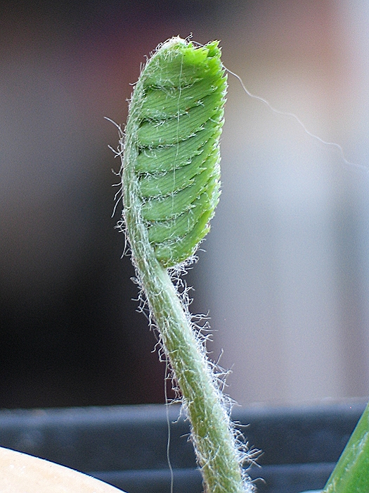 Encephalartos concinnus