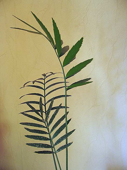 Encephalartos ituriensis