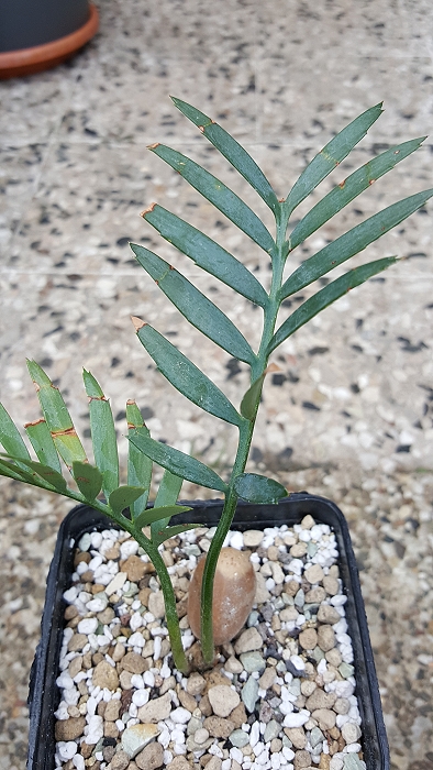 Encephalartos longifolius blue x horridus