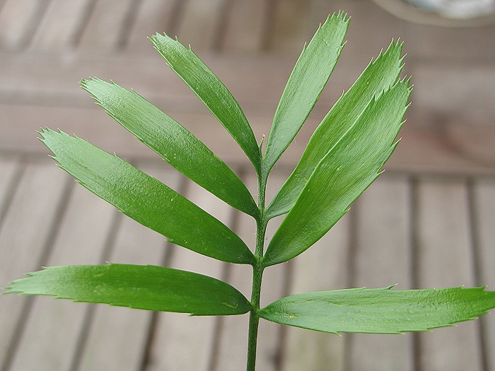 Encephalartos manikensis Form Bandula