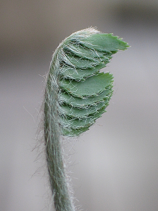 Encephalartos munchii