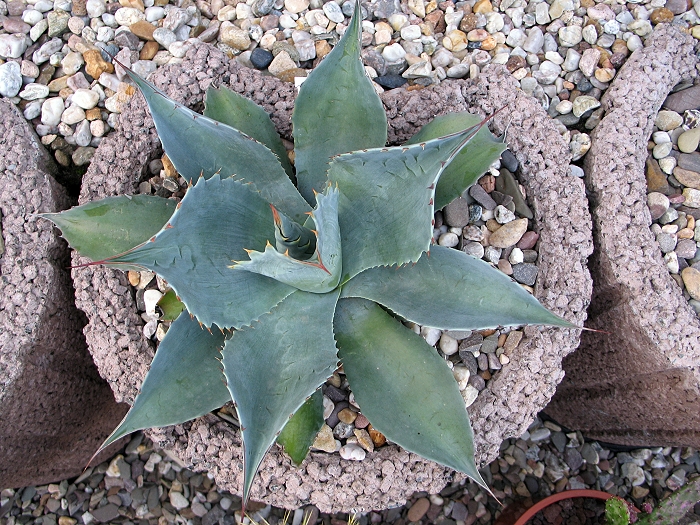 Agave ovatifolia
