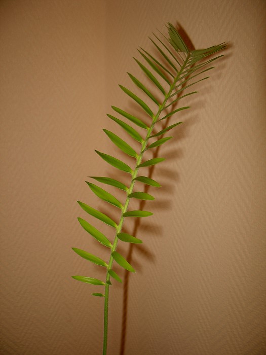Encephalartos poggei