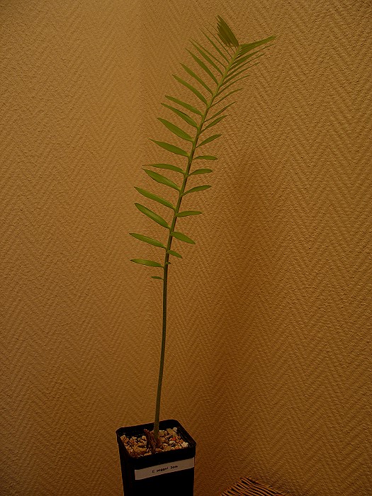 Encephalartos poggei