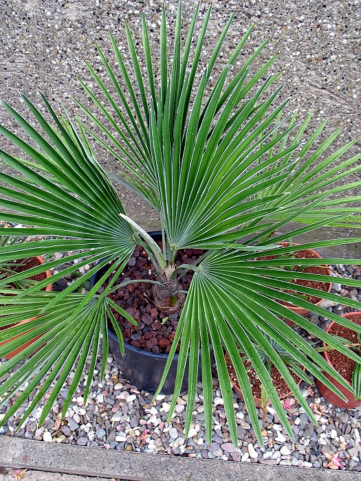 Trachycarpus princeps