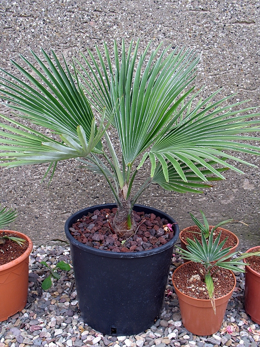 Trachycarpus princeps