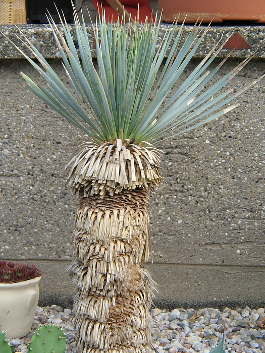 Yucca rostrata