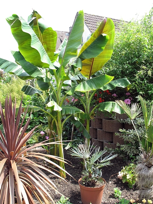 Musa Sikkimensis red tiger