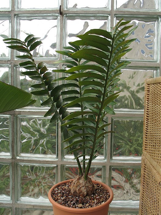 Encephalartos transvenosus