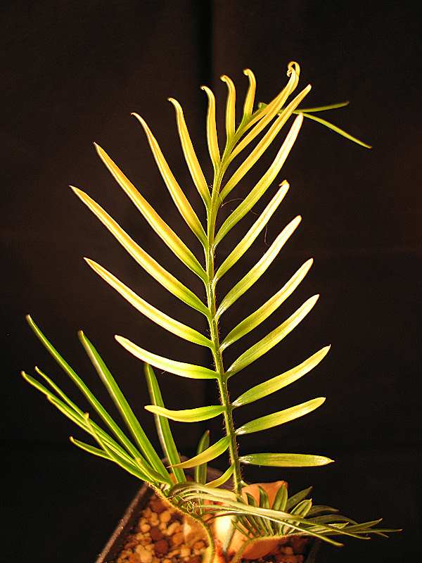 Cycas revoluta variegata x aurea Farbveränderung