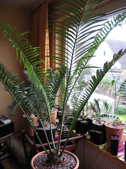 Encephalartos villosus