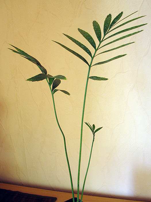 Encephalartos whitelockii